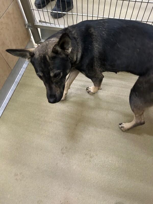 Enlarge la llorona, a Adoptable Mixed Breed in Hobbs, NM image 2/6