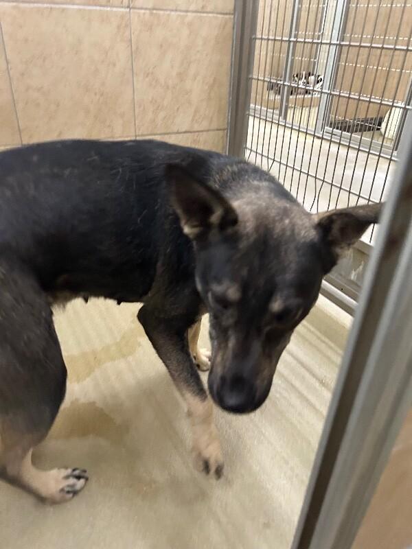 Enlarge la llorona, a Adoptable Mixed Breed in Hobbs, NM image 3/6