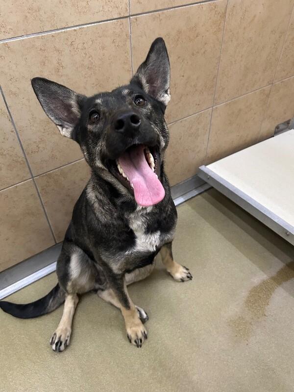 Enlarge la llorona, a Adoptable Mixed Breed in Hobbs, NM image 4/6