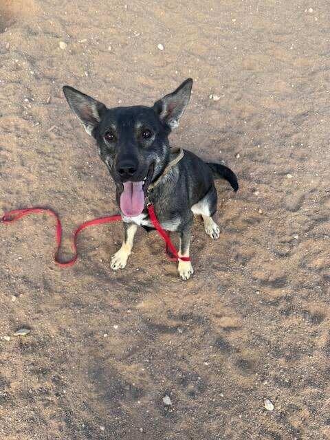 Enlarge la llorona, a Adoptable Mixed Breed in Hobbs, NM image 5/6