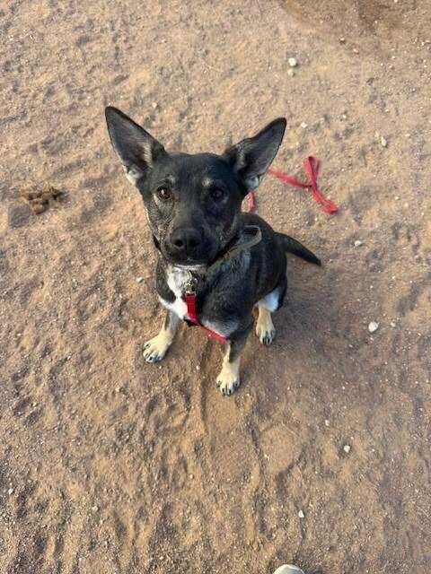 Enlarge la llorona, a Adoptable Mixed Breed in Hobbs, NM image 6/6