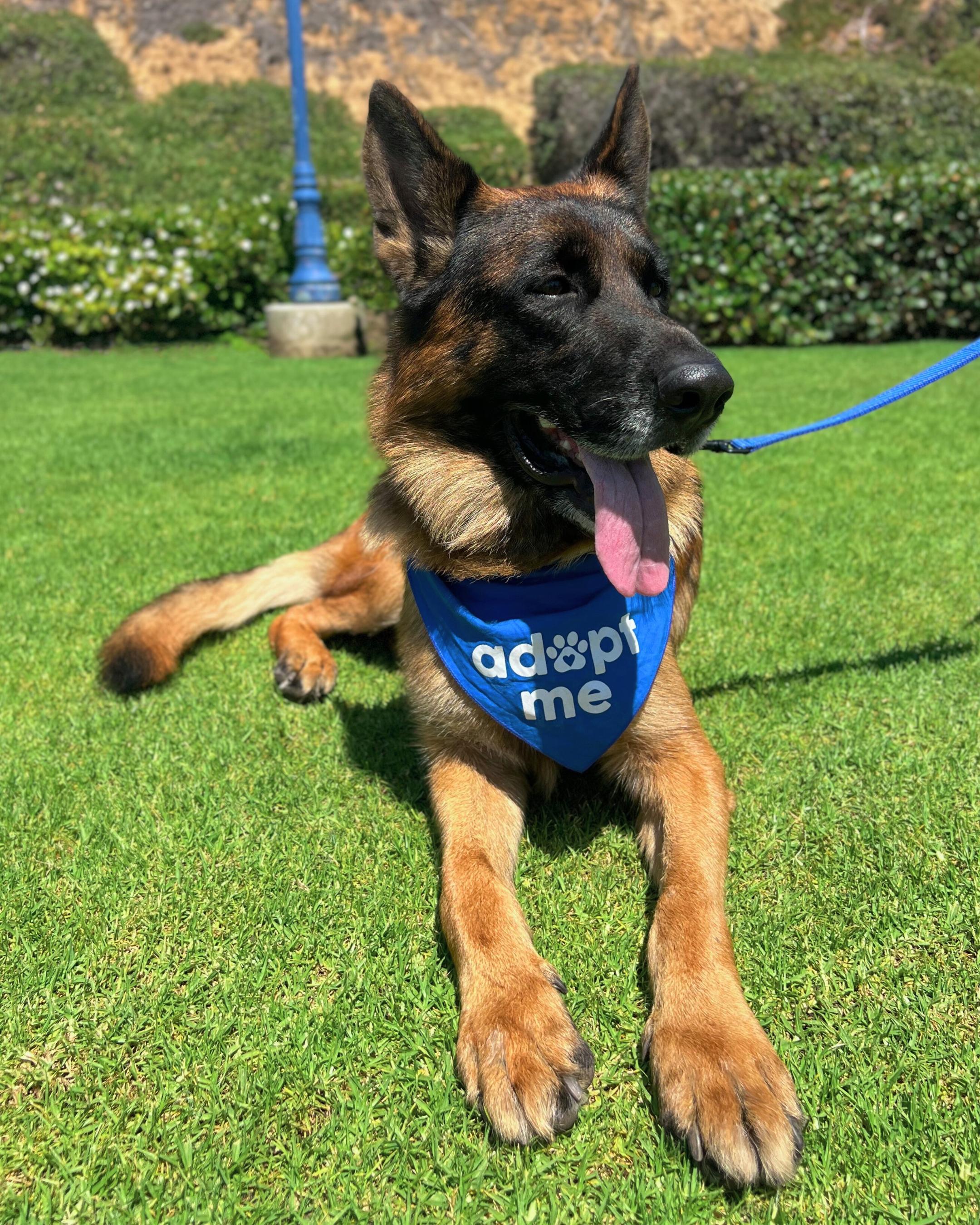 Enlarge Ranger, an adopted German Shepherd Dog in San Diego, CA image 5/6