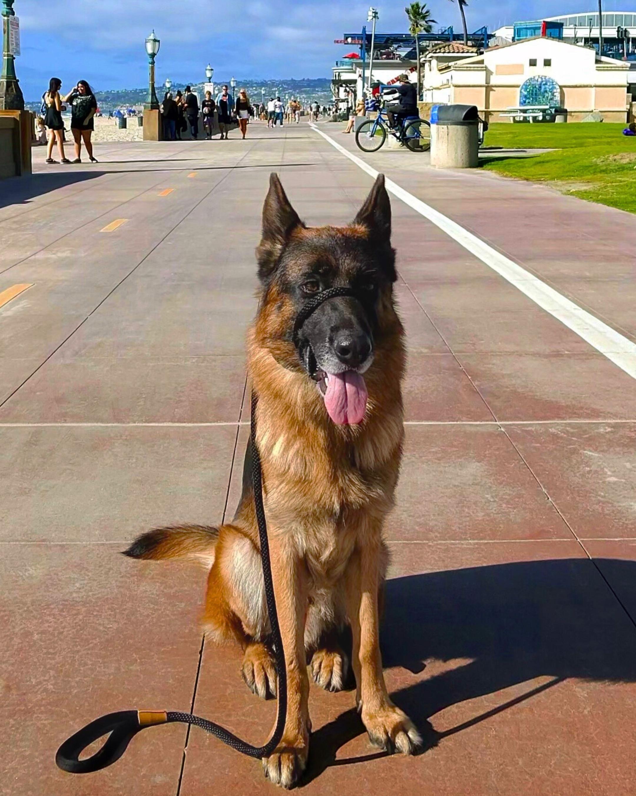 Enlarge Ranger, an adopted German Shepherd Dog in San Diego, CA image 2/6