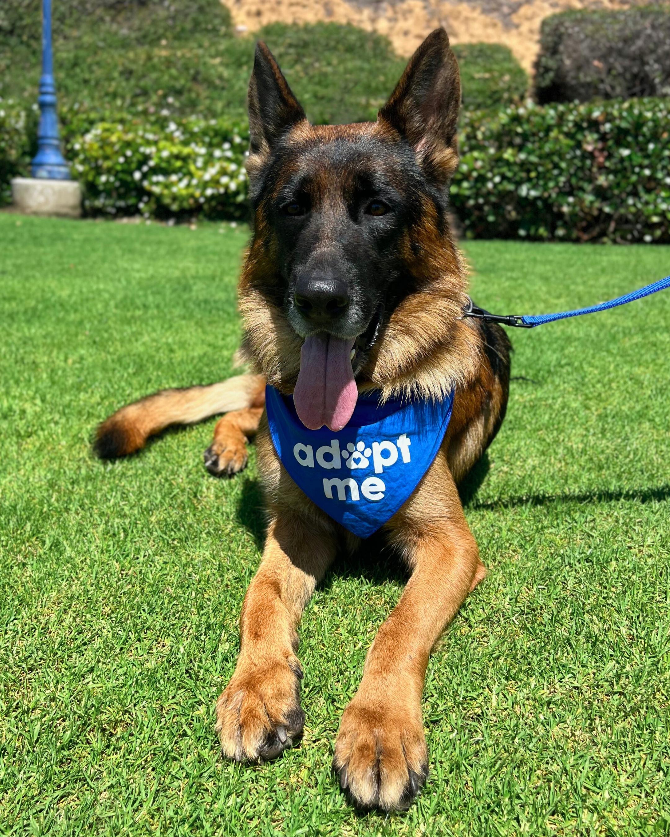 Enlarge Ranger, an adopted German Shepherd Dog in San Diego, CA image 1/6