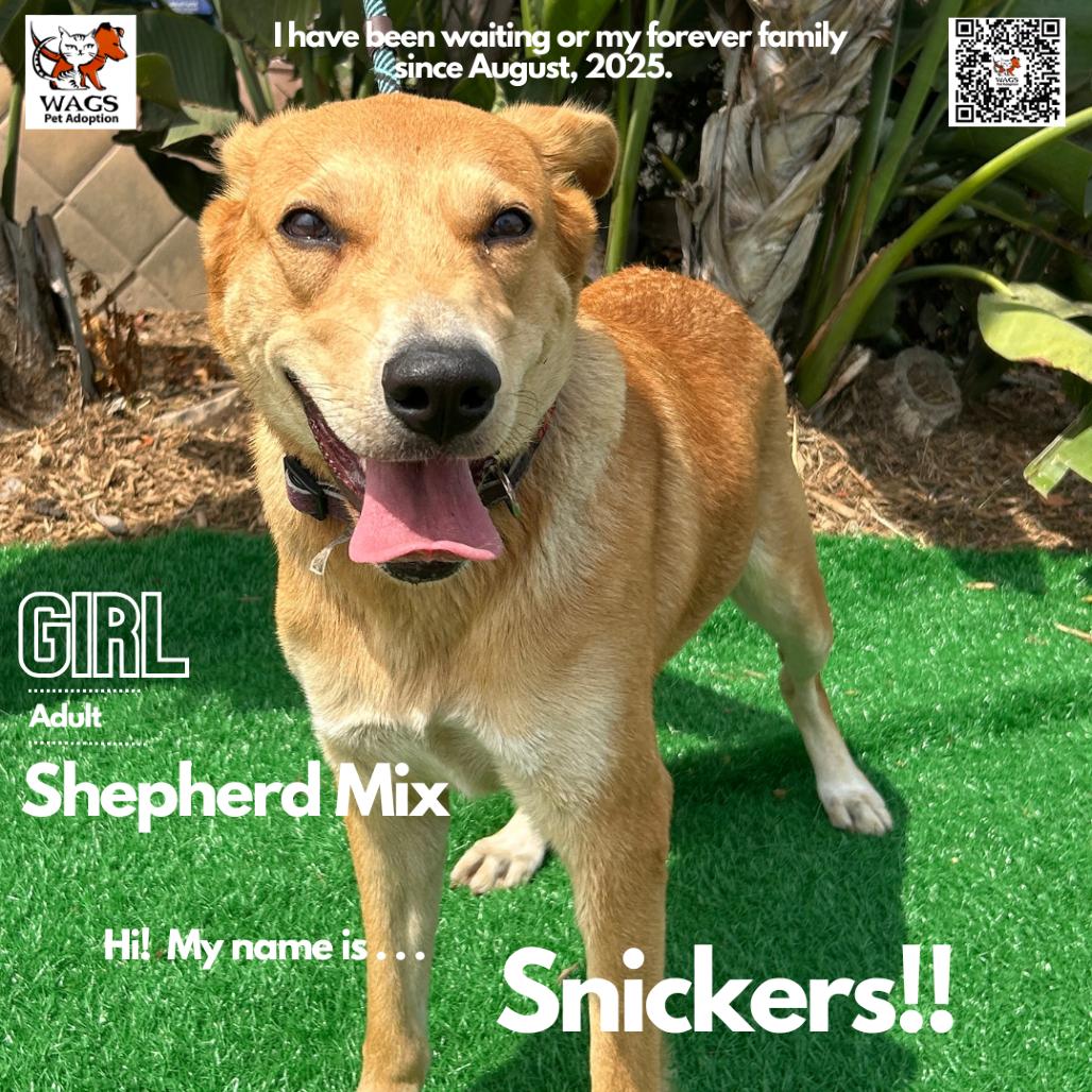 Enlarge Snickers, a Adoptable mixed breed in Westminster, CA image 1/2