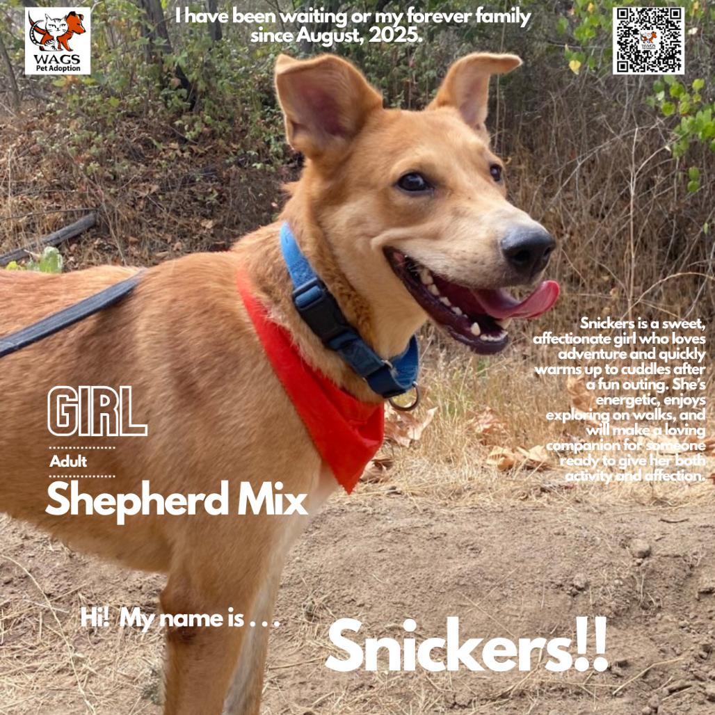 Enlarge Snickers, a Adoptable mixed breed in Westminster, CA image 2/2