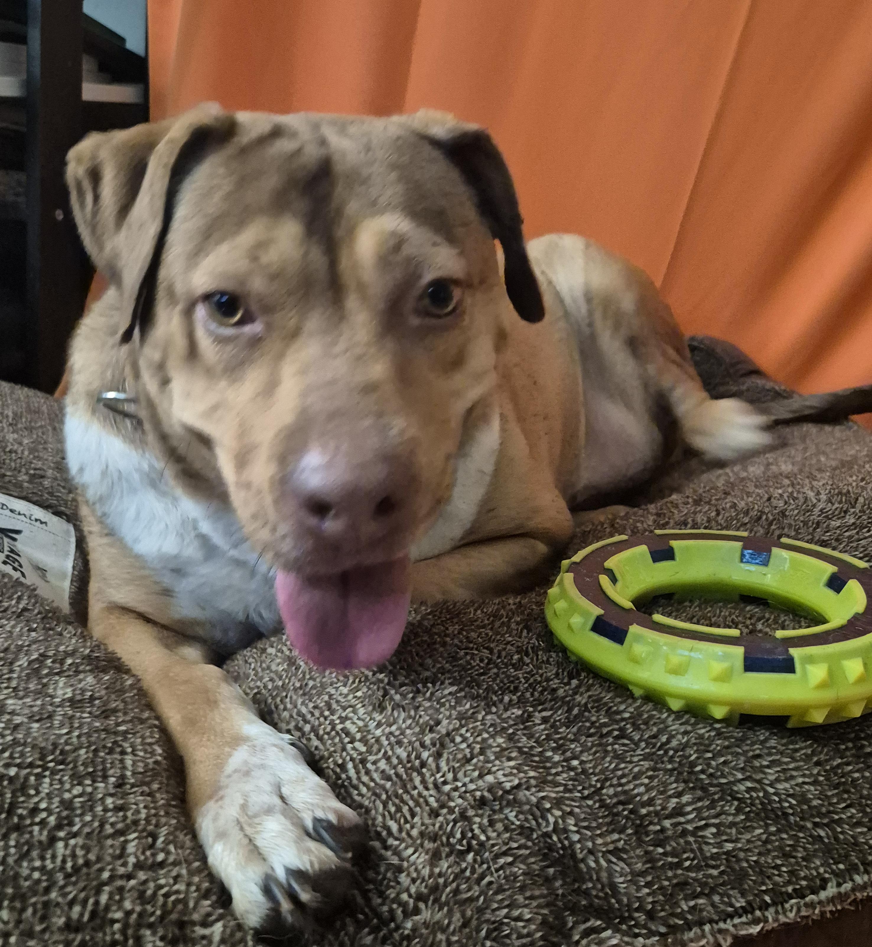 Enlarge CANELITA, a Adoptable mixed breed in Wytheville, VA image 2/5