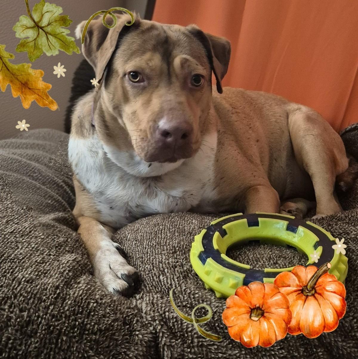 Enlarge CANELITA, a Adoptable mixed breed in Wytheville, VA image 5/5