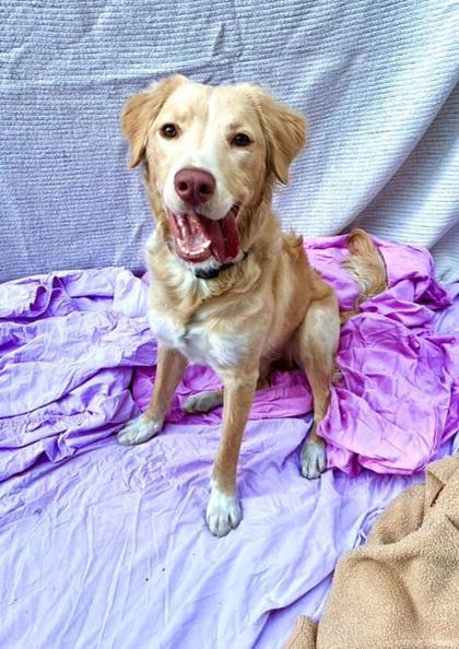 Cheddar, Adopted, Puppy Male Golden Retriever.