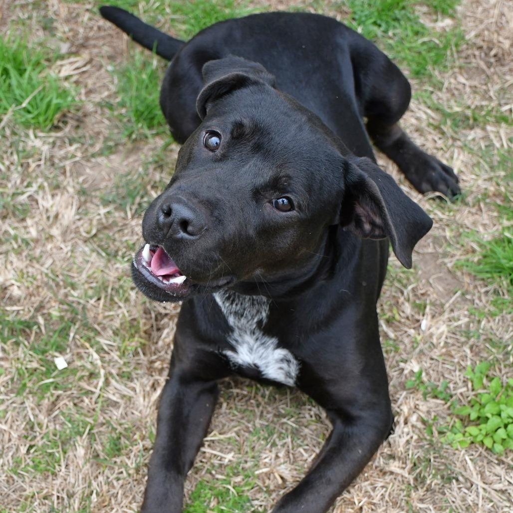 Rino, Adoptable, Young Male Black Labrador Retriever.