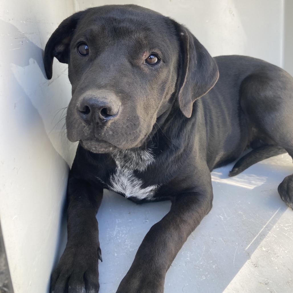 Rino, Adoptable, Young Male Black Labrador Retriever.