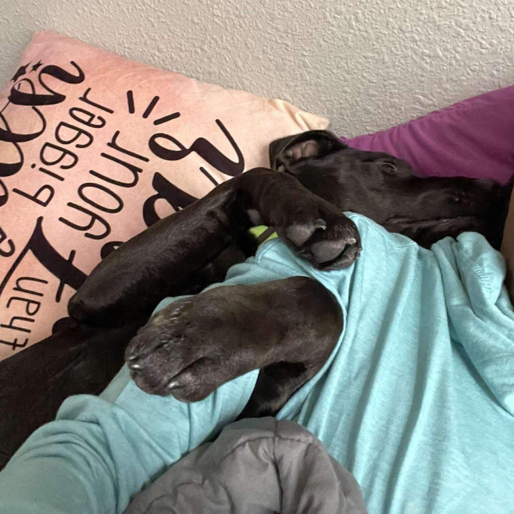 Enlarge Rino, a Adoptable Black Labrador Retriever in Beaumont, TX image 2/6