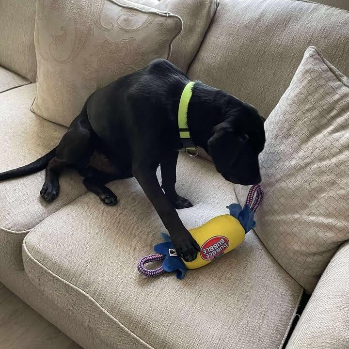 Enlarge Rino, a Adoptable Black Labrador Retriever in Beaumont, TX image 3/6