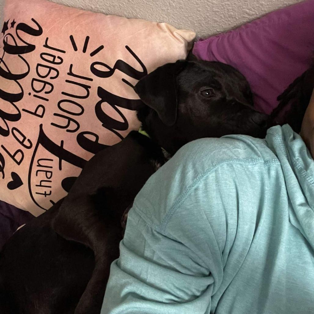 Enlarge Rino, a Adoptable Black Labrador Retriever in Beaumont, TX image 5/6