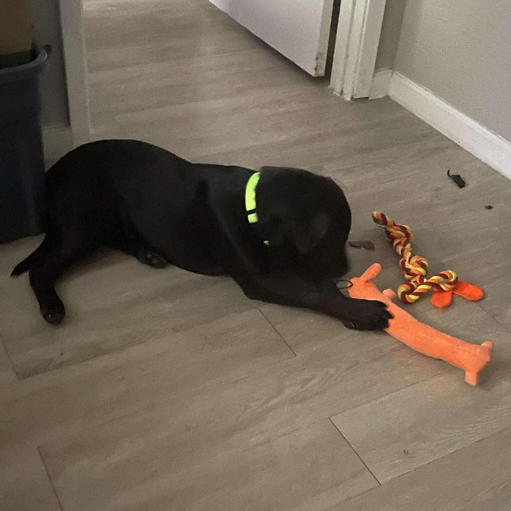 Enlarge Rino, a Adoptable Black Labrador Retriever in Beaumont, TX image 6/6