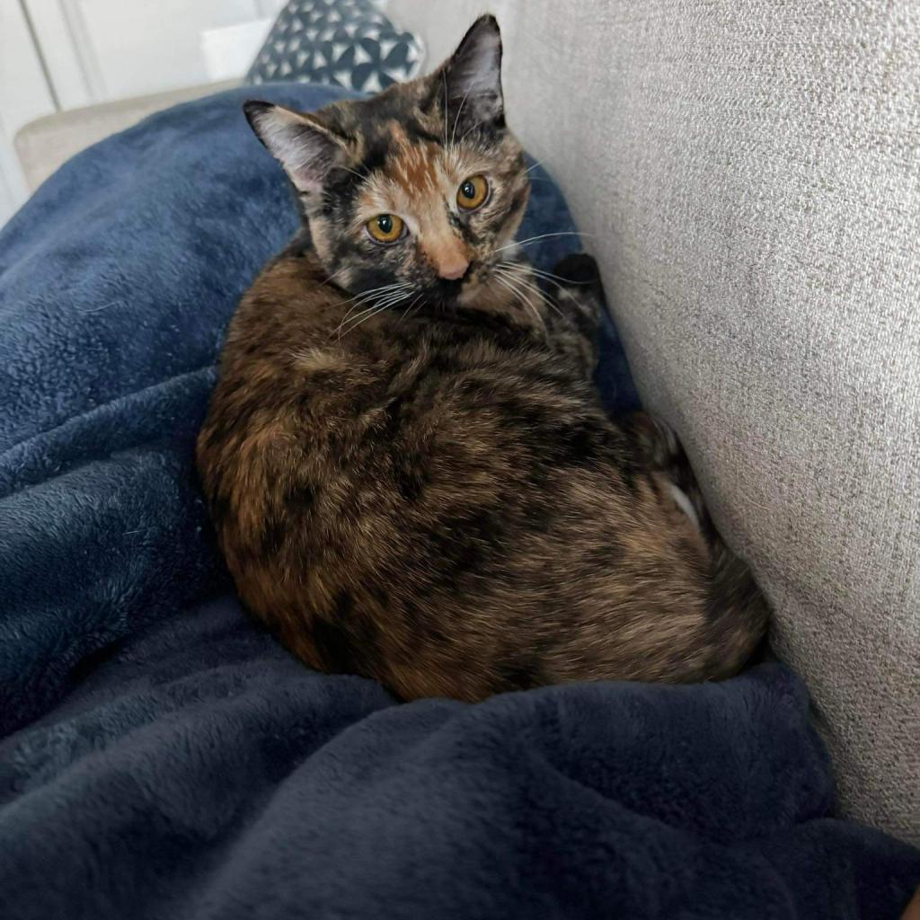 Rogue, Adoptable, Adult Female American Shorthair.