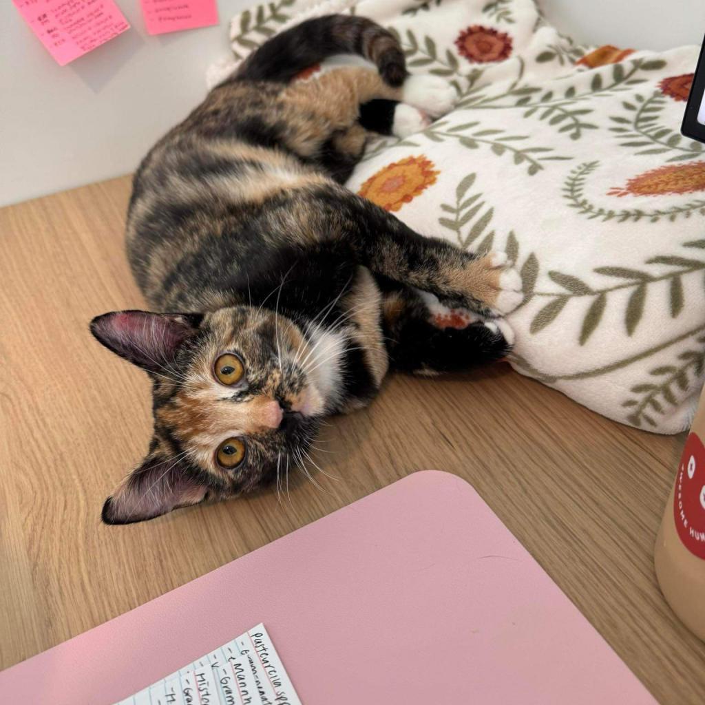 Rogue, a Adoptable American Shorthair in Phoenix, AZ image 2/6