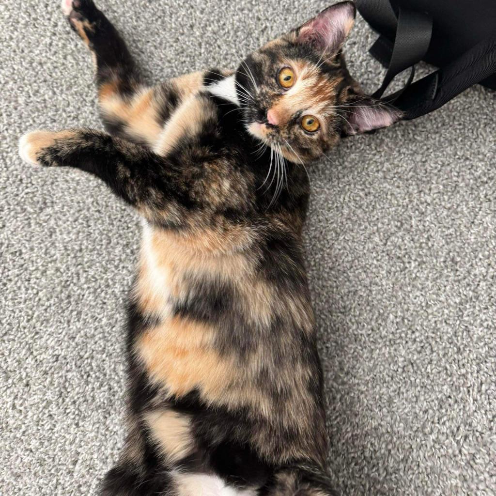 Rogue, a Adoptable American Shorthair in Phoenix, AZ image 3/6