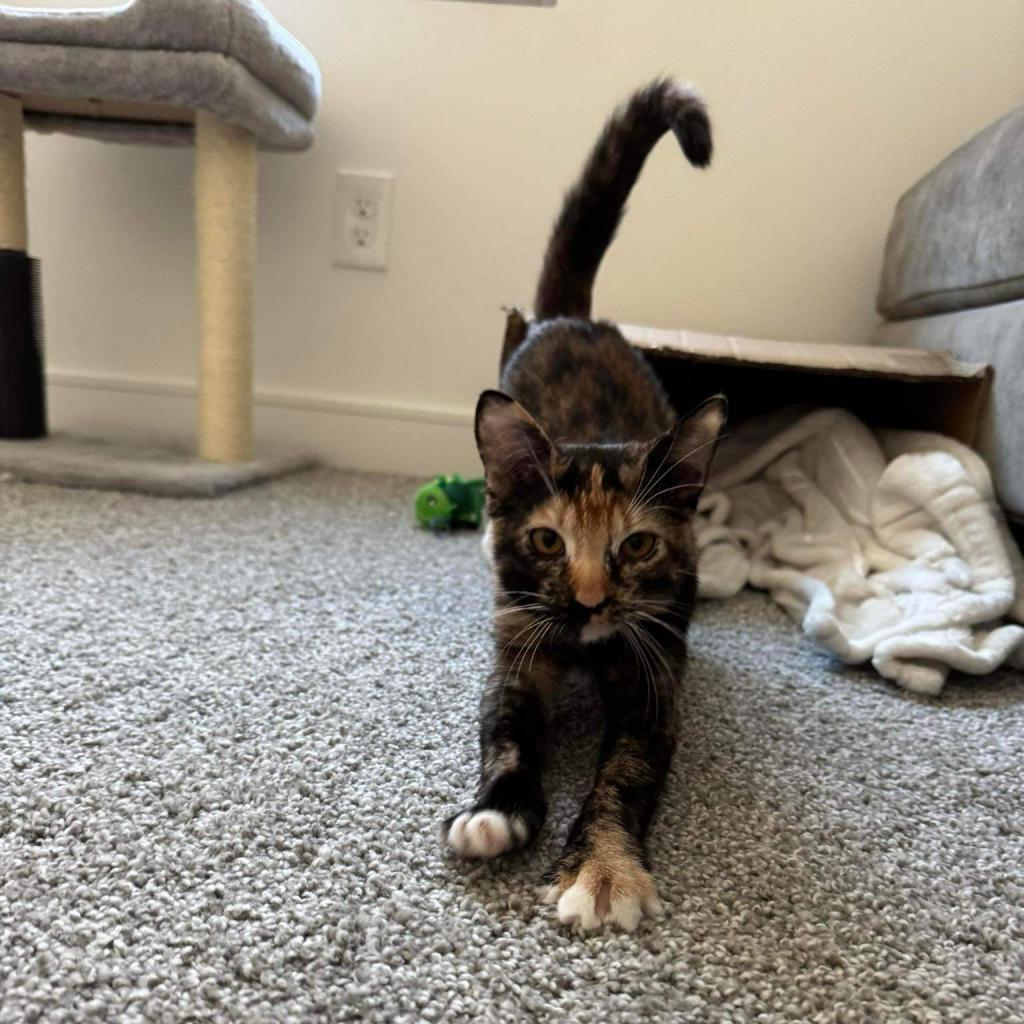 Rogue, a Adoptable American Shorthair in Phoenix, AZ image 4/6