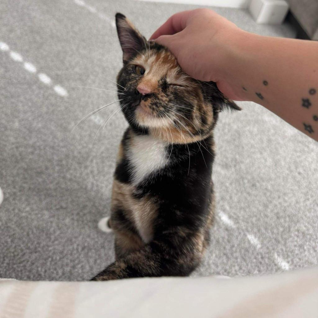 Rogue, a Adoptable American Shorthair in Phoenix, AZ image 5/6