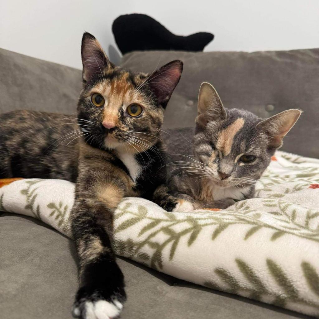 Rogue, Adoptable, Adult Female American Shorthair.