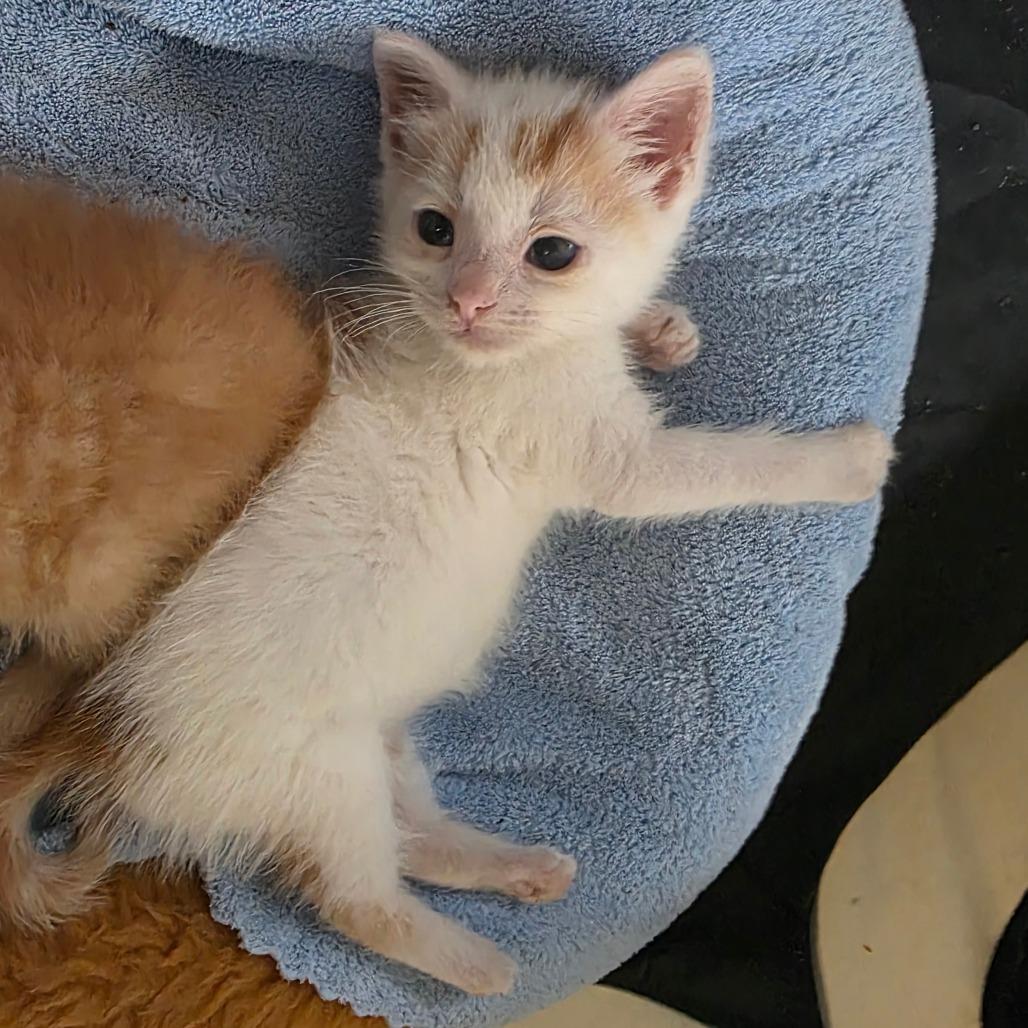 Loki, Adoptable, Kitten Male Domestic Short Hair.