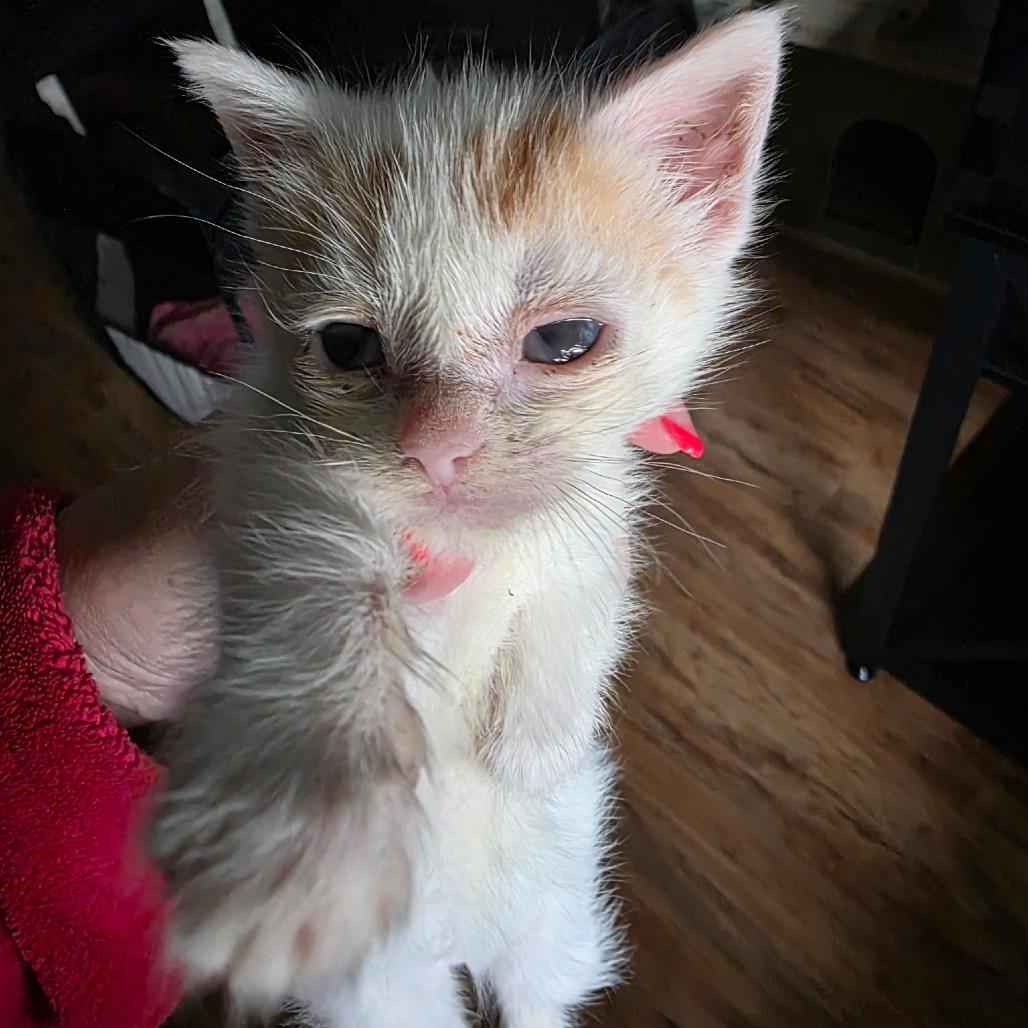 Enlarge Loki, a Adoptable Domestic Short Hair in Hammonton, NJ image 2/5