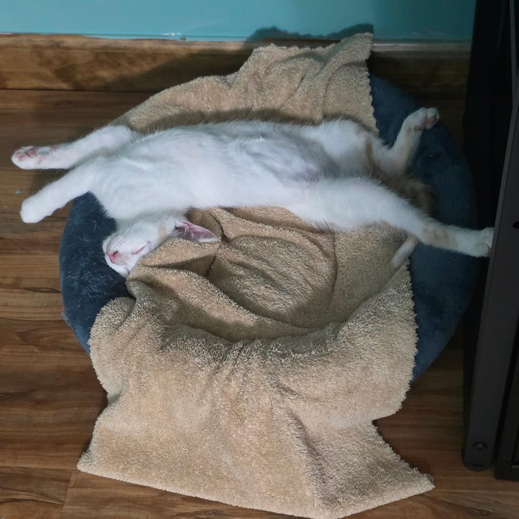 Enlarge Loki, a Adoptable Domestic Short Hair in Hammonton, NJ image 3/5