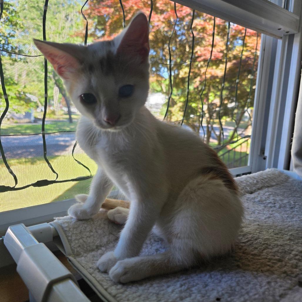 Enlarge Loki, a Adoptable Domestic Short Hair in Hammonton, NJ image 4/5