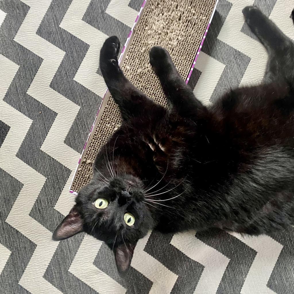 Enlarge Michael, a Adoptable Domestic Short Hair in Gibsonia, PA image 1/6