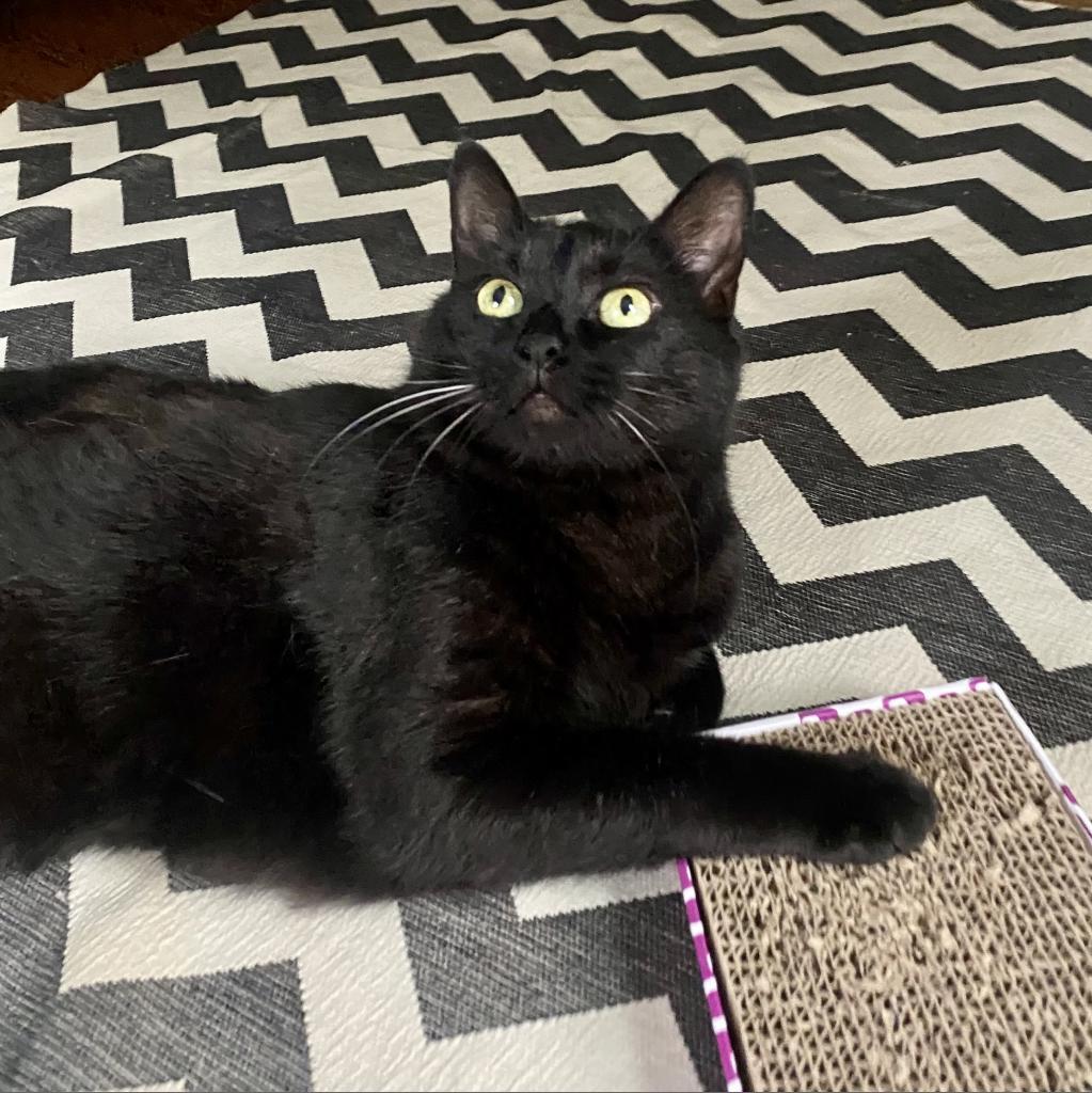 Enlarge Michael, a Adoptable Domestic Short Hair in Gibsonia, PA image 2/6
