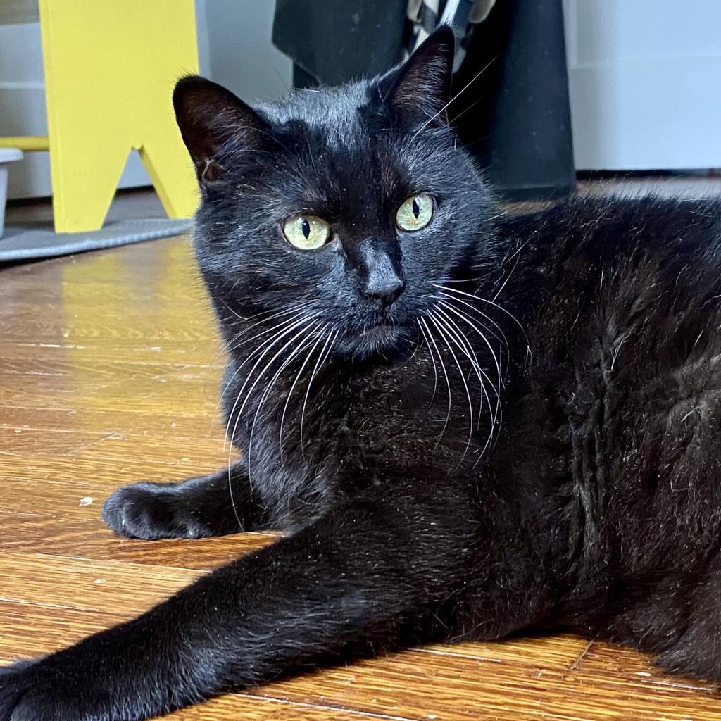 Enlarge Michael, a Adoptable Domestic Short Hair in Gibsonia, PA image 3/6