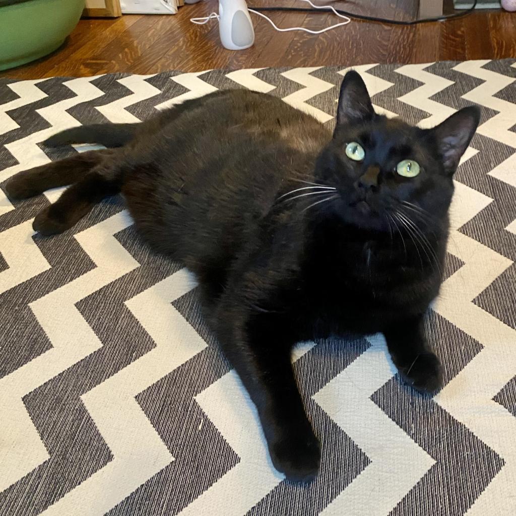 Enlarge Michael, a Adoptable Domestic Short Hair in Gibsonia, PA image 4/6
