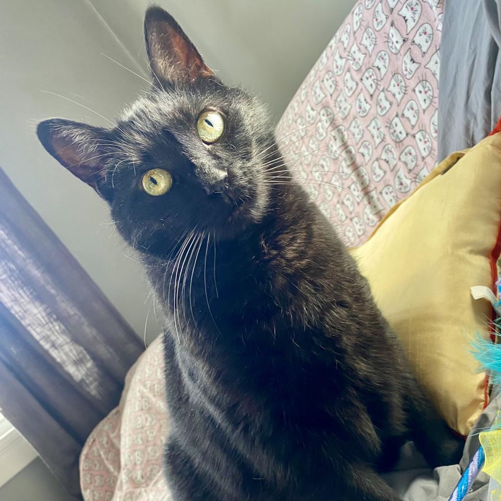 Enlarge Michael, a Adoptable Domestic Short Hair in Gibsonia, PA image 5/6