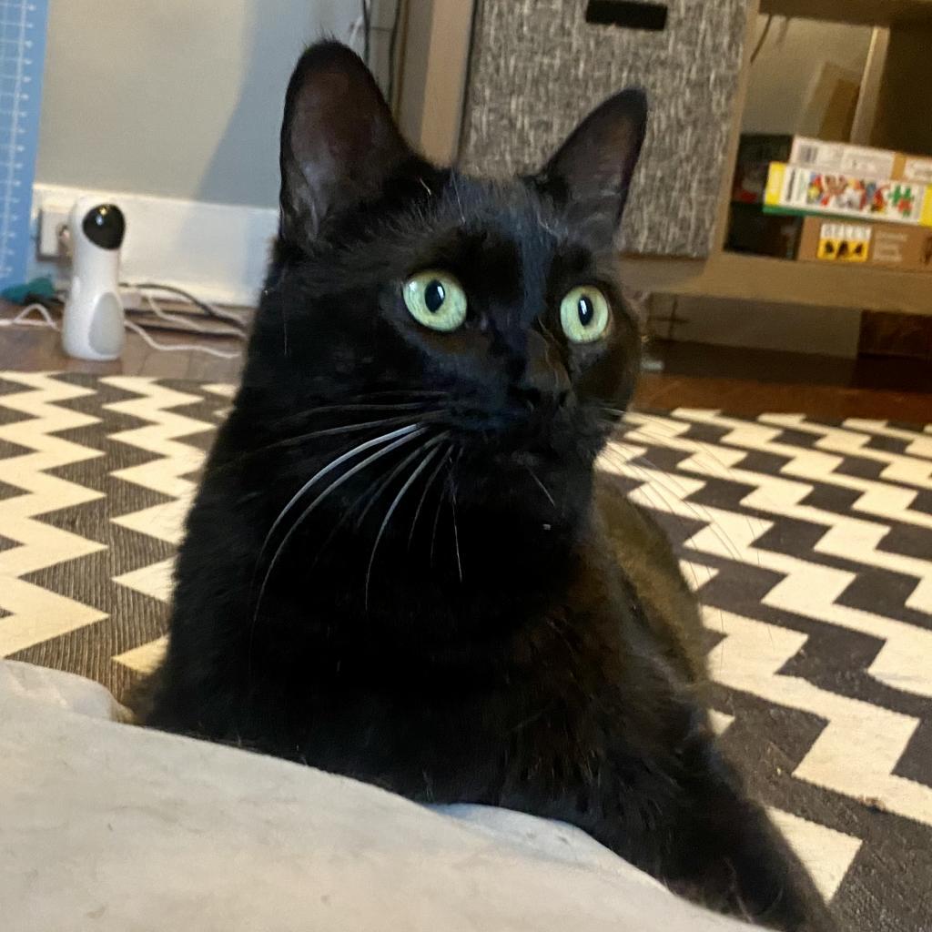 Enlarge Michael, a Adoptable Domestic Short Hair in Gibsonia, PA image 6/6