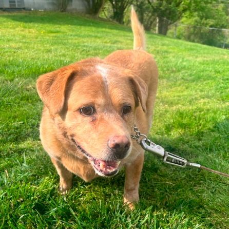Wingo, Adoptable, Adult Male Labrador Retriever.
