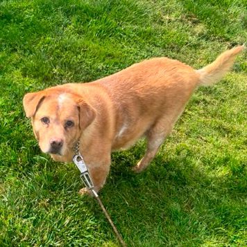 Enlarge Wingo, a Adoptable mixed breed in Somerset, KY image 2/12