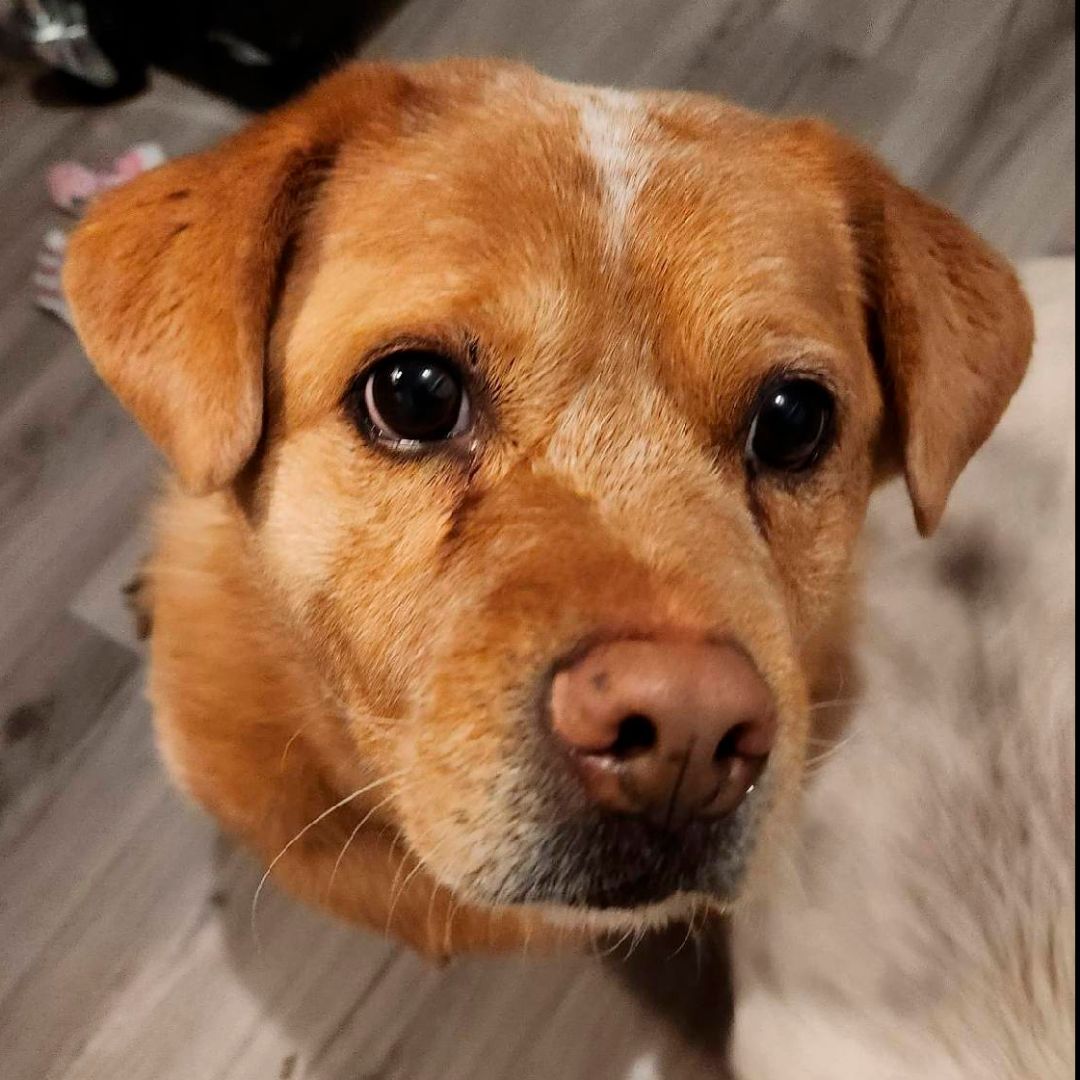 Enlarge Wingo, a Adoptable mixed breed in Somerset, KY image 3/12