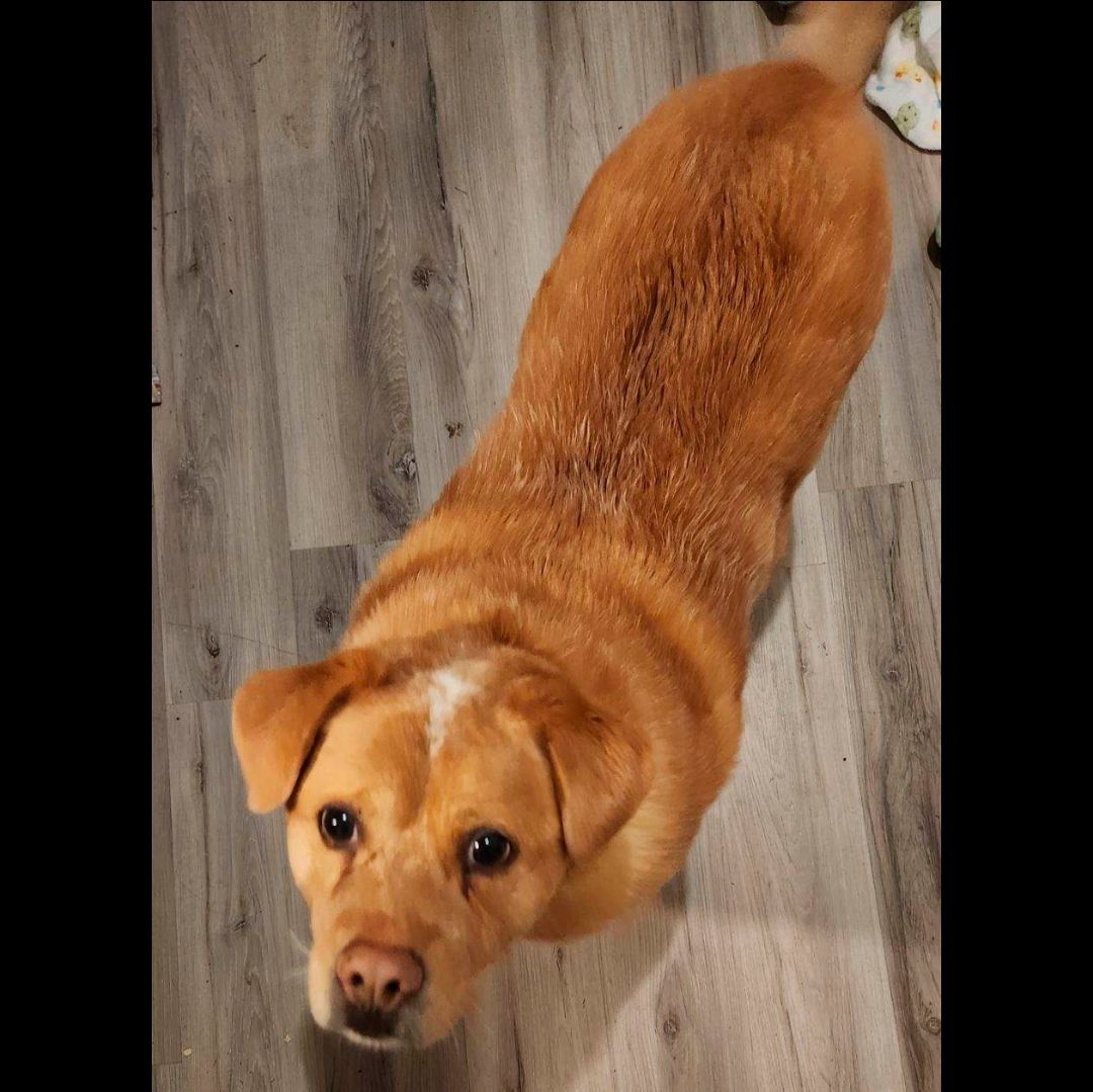 Enlarge Wingo, a Adoptable mixed breed in Somerset, KY image 4/12