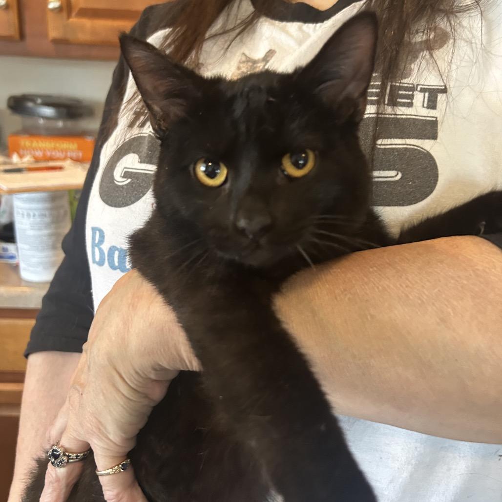 Lennon FHA 6, Adoptable, Young Male Domestic Short Hair.