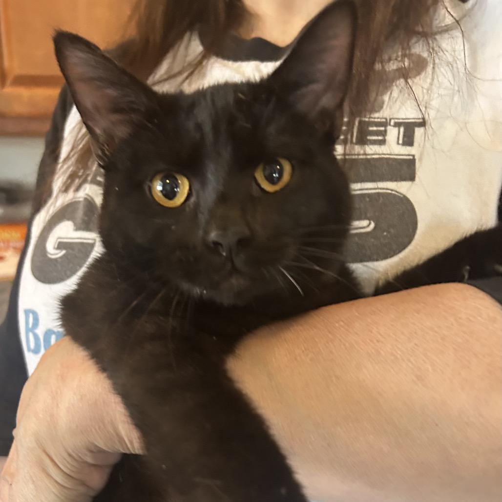 Lennon FHA 6, a Adoptable Domestic Short Hair in Columbia, MO image 2/2