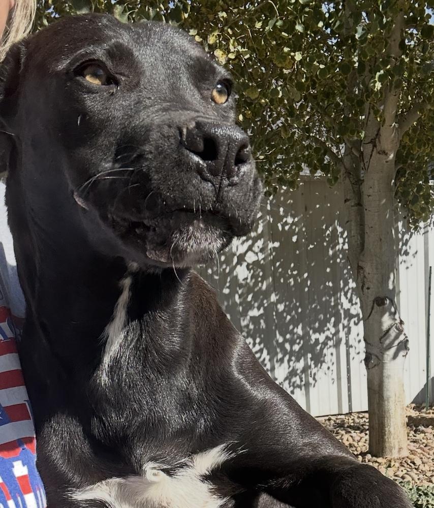 Midnight, Adoptable, Adult Male Labrador Retriever.