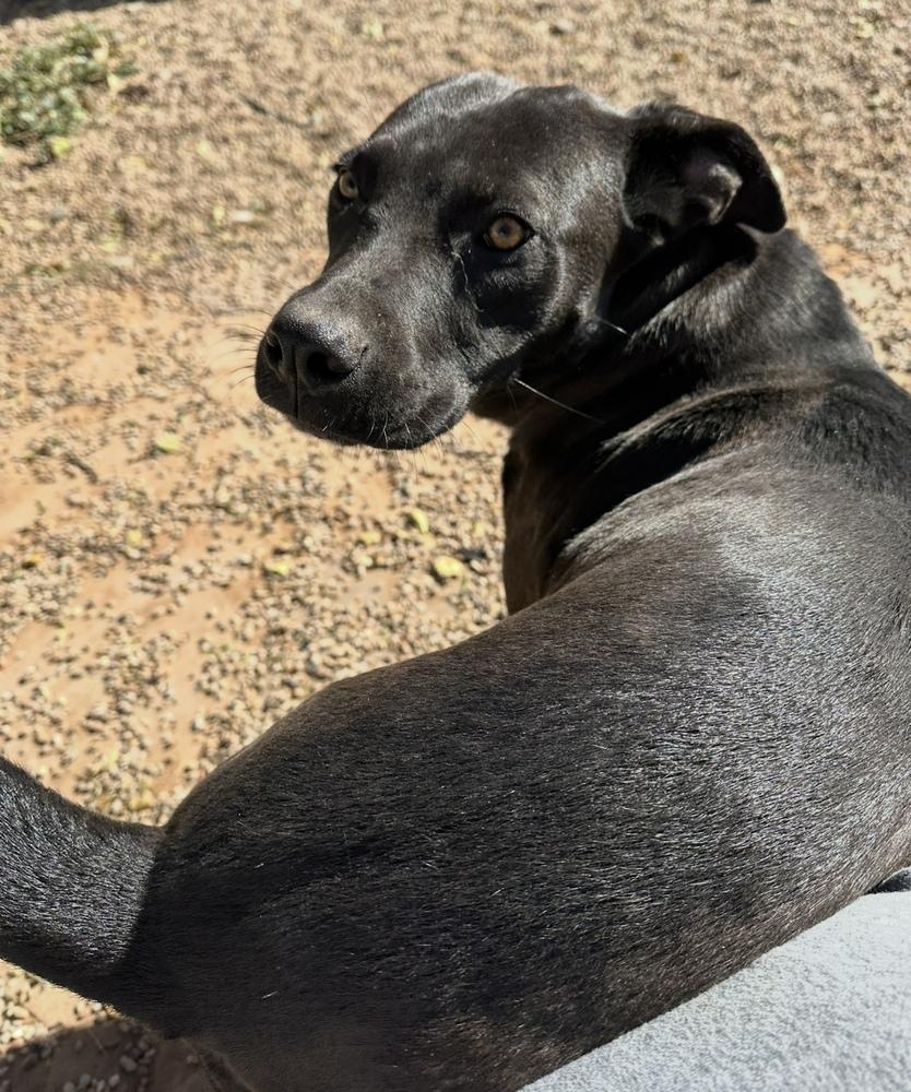 Enlarge Midnight, a Adoptable Labrador Retriever in Clovis, NM image 2/5