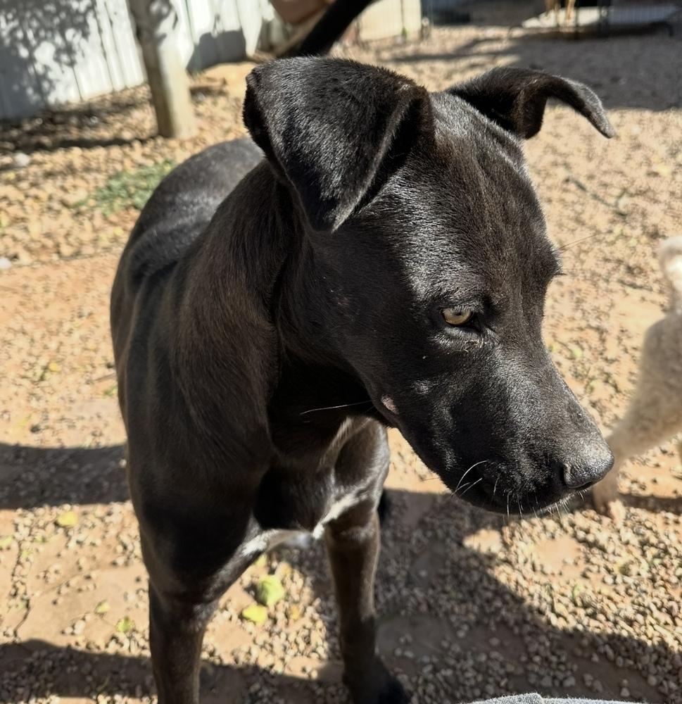 Enlarge Midnight, a Adoptable Labrador Retriever in Clovis, NM image 3/5