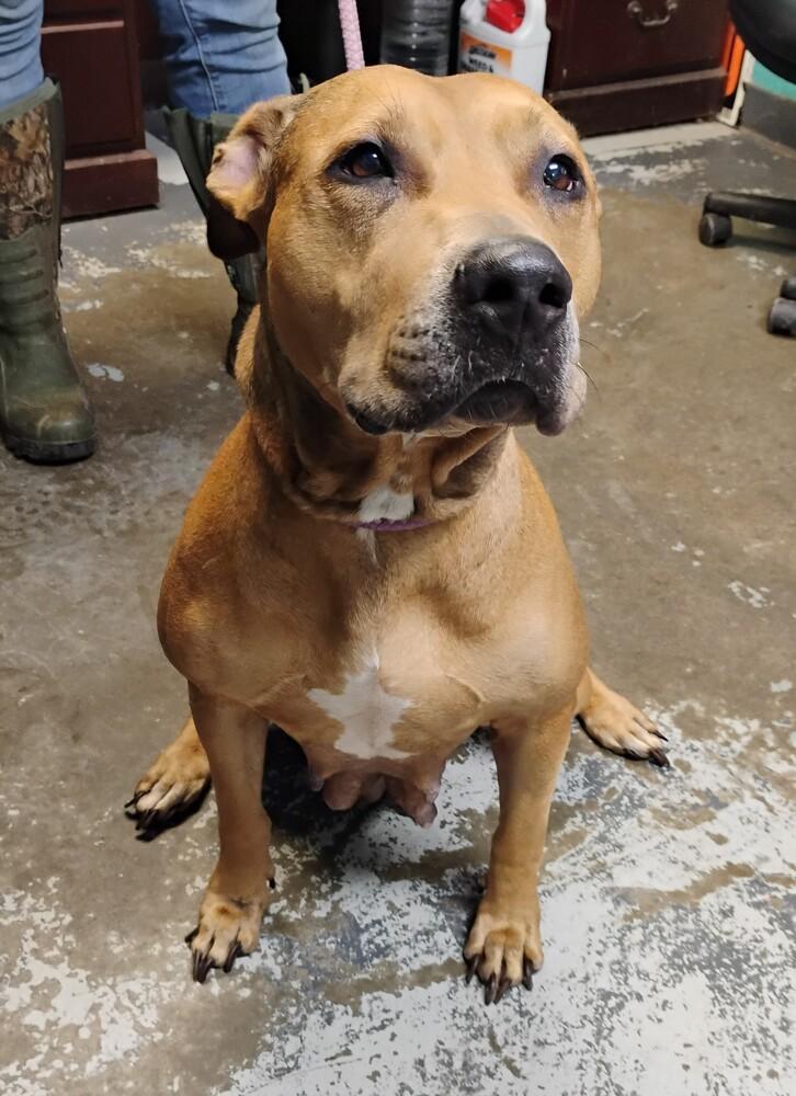 Zora #123, Adoptable, Adult Female Pit Bull Terrier.
