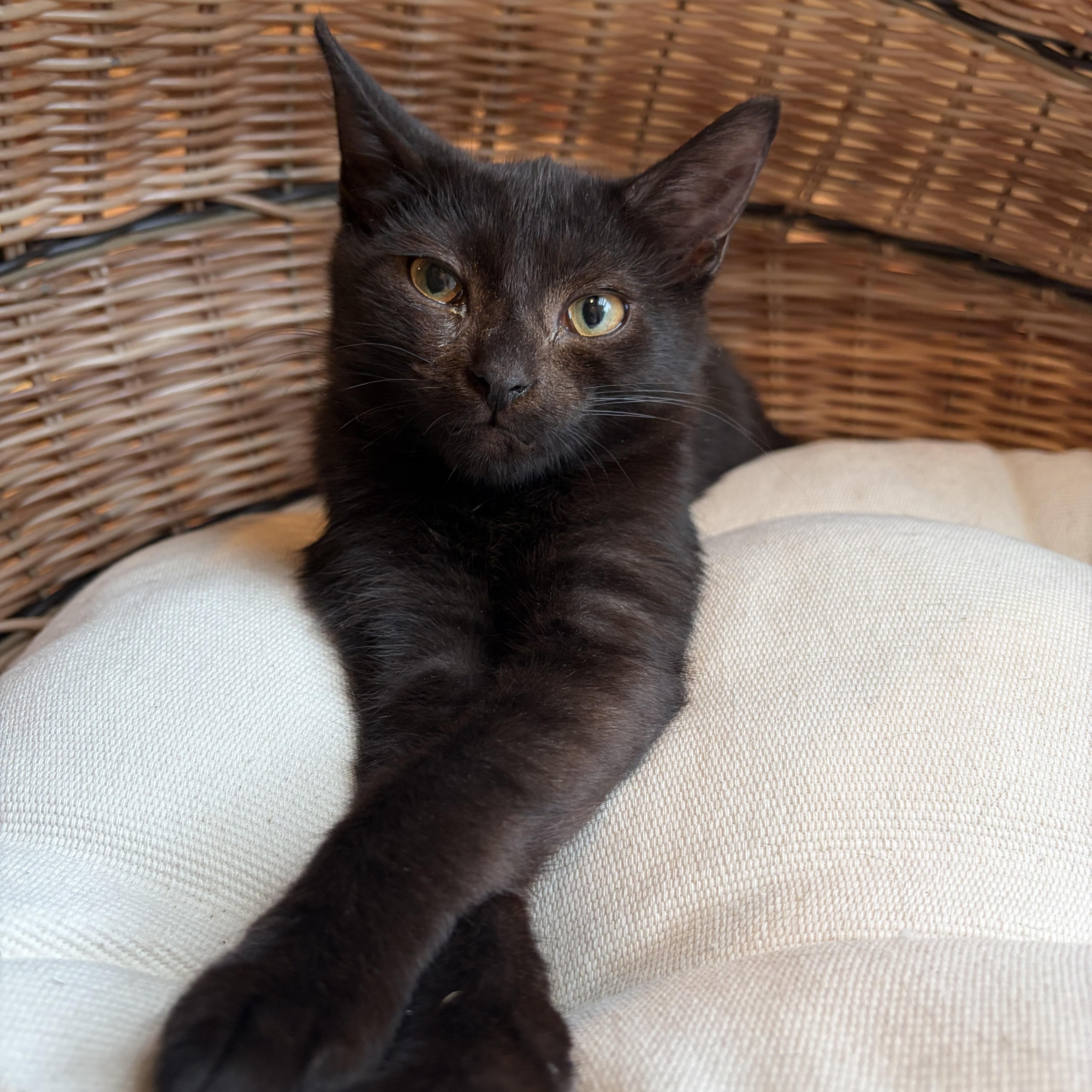 Chickadee, Adoptable, Kitten Female Domestic Short Hair.