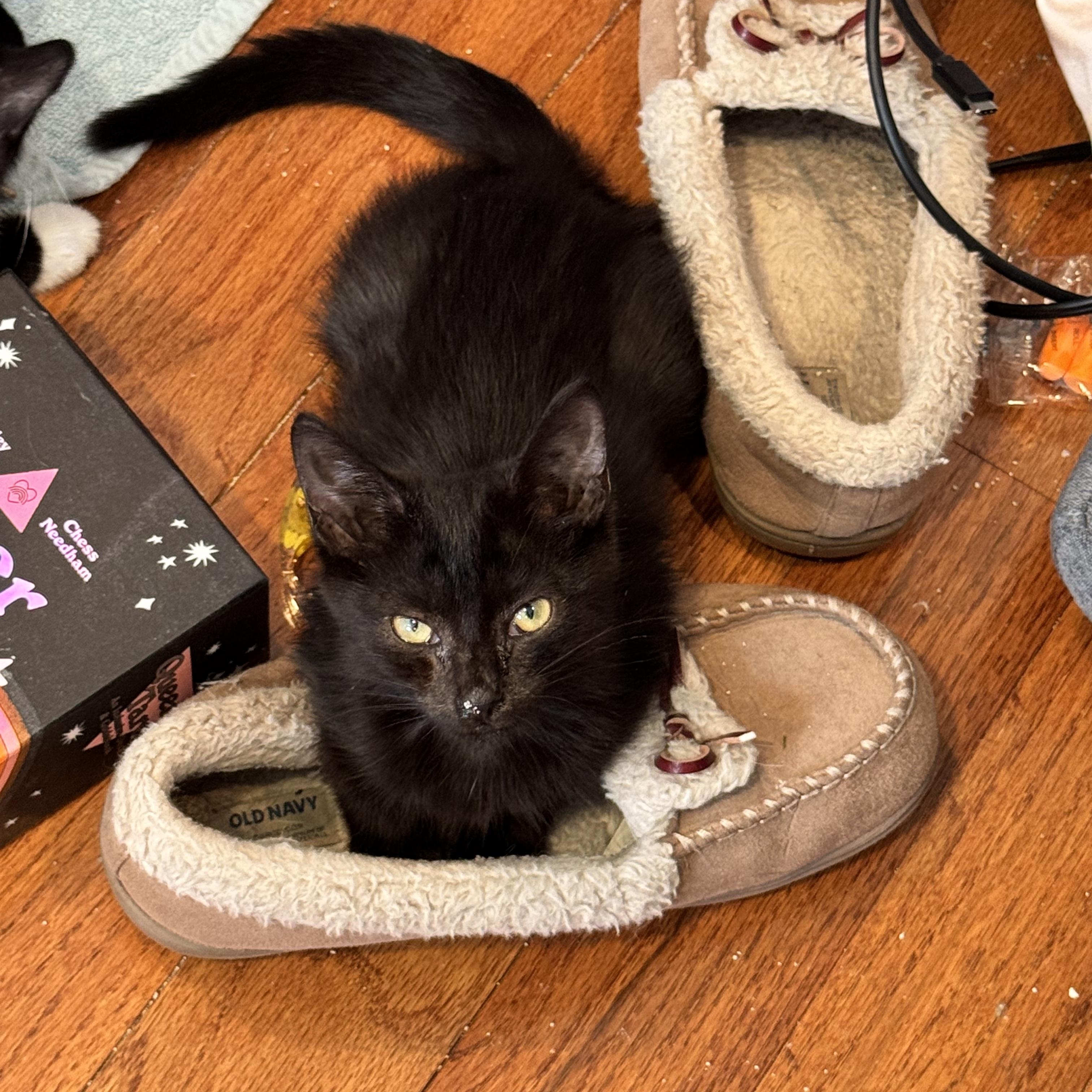 Chickadee, a Adoptable Domestic Short Hair in Columbus, OH image 3/6