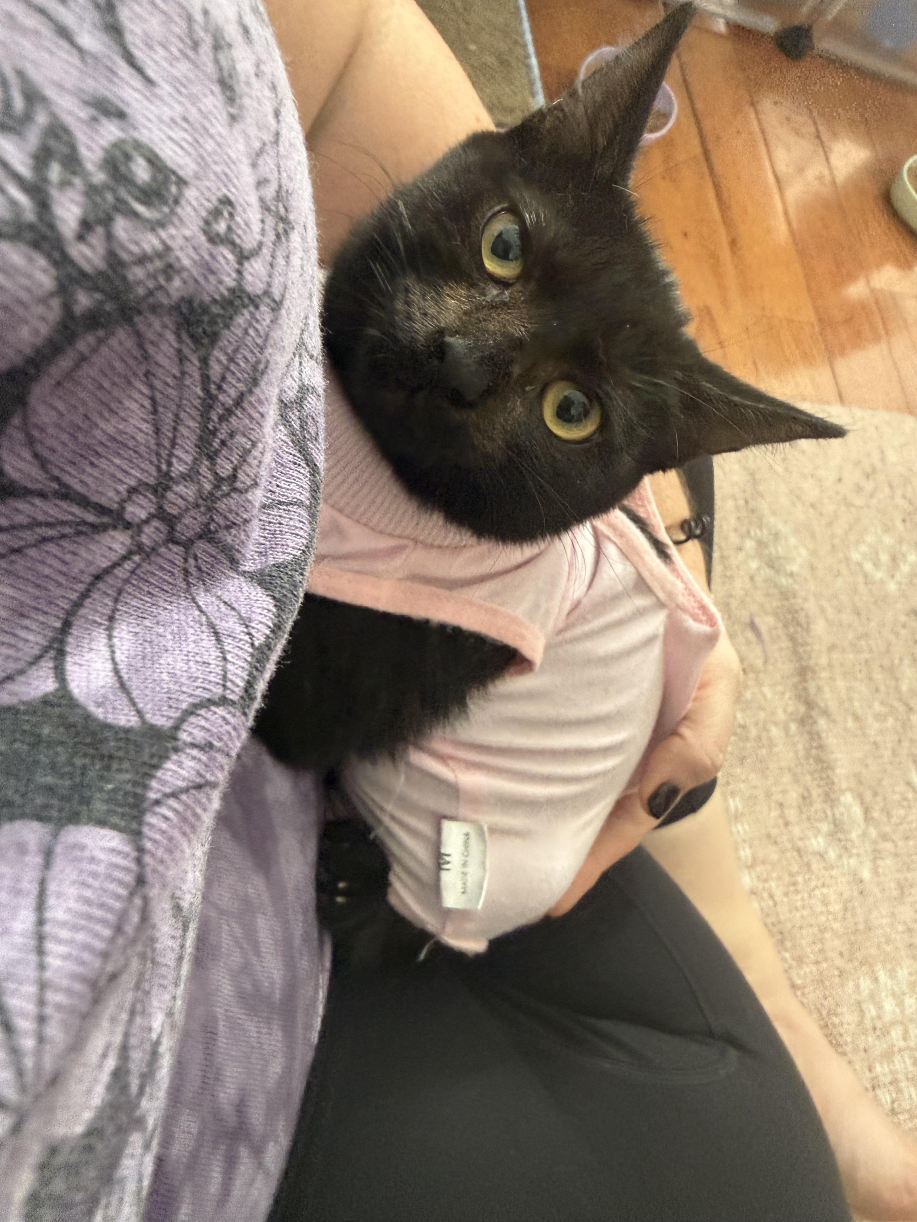 Enlarge Chickadee, a Adoptable Domestic Short Hair in Columbus, OH image 4/6