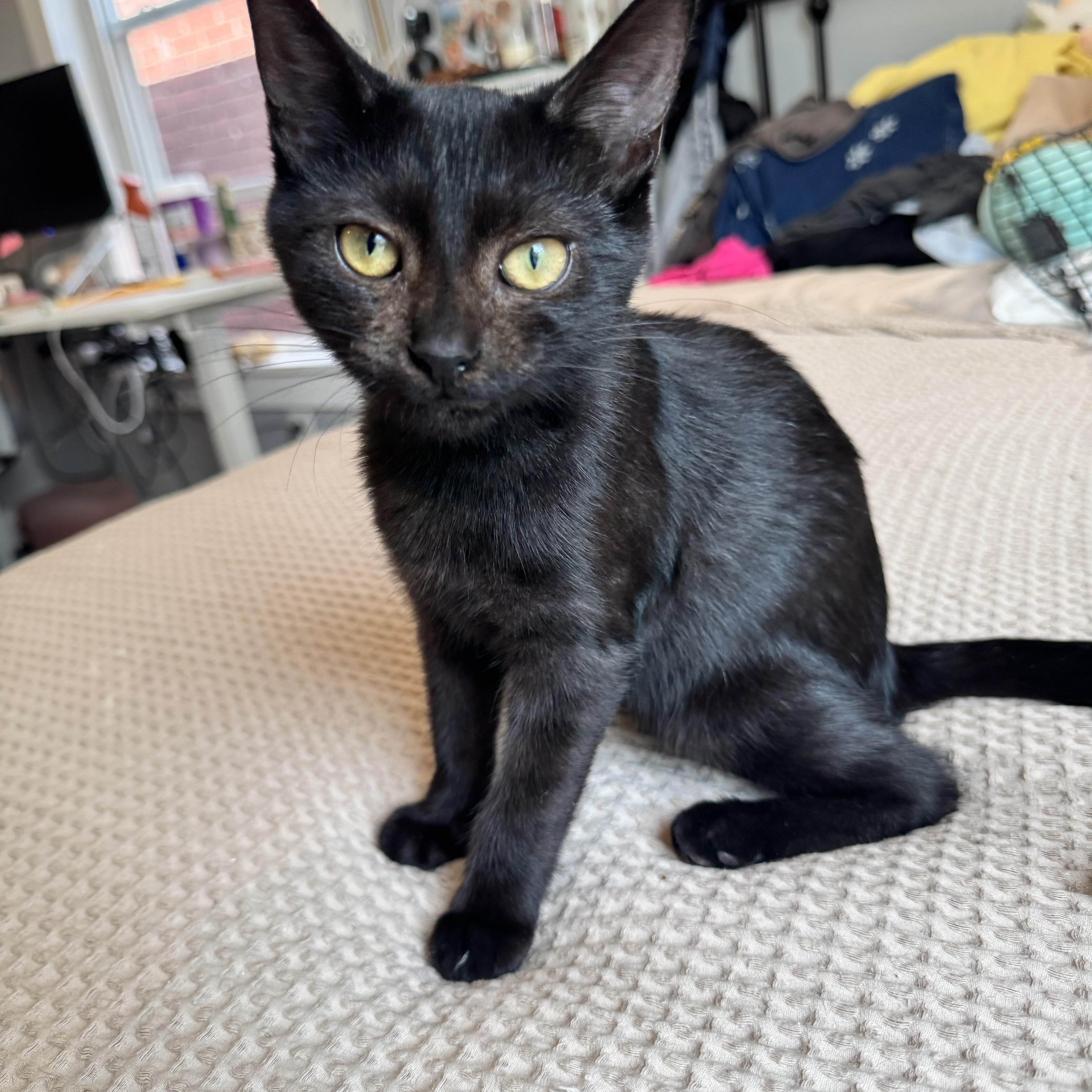 Enlarge Chickadee, a Adoptable Domestic Short Hair in Columbus, OH image 2/6