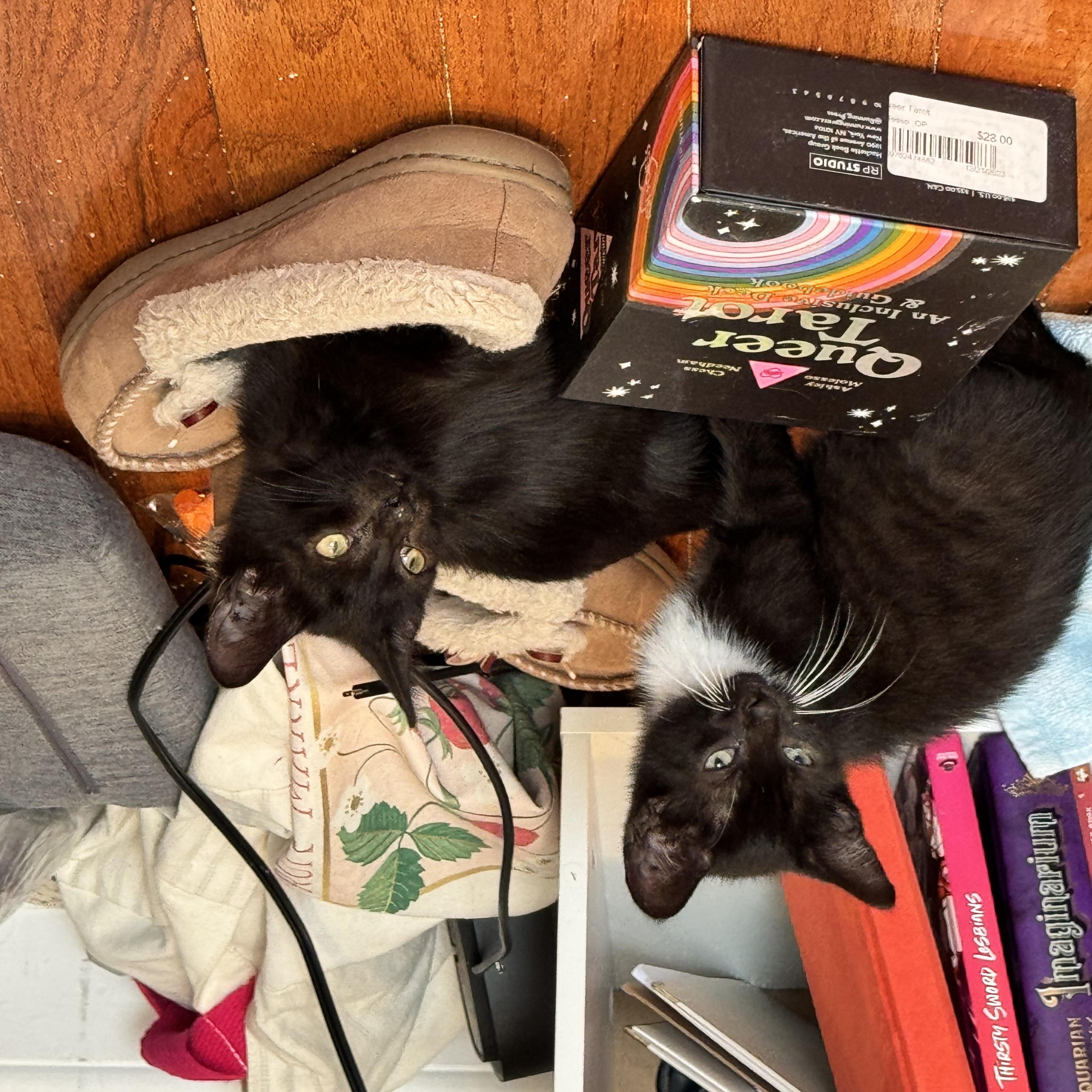 Chickadee, a Adoptable Domestic Short Hair in Columbus, OH image 6/6